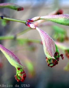 Fotografia 5 da espécie Acer palmatum no Jardim Botânico UTAD