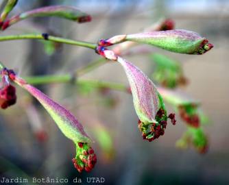 Fotografia da espécie Acer palmatum