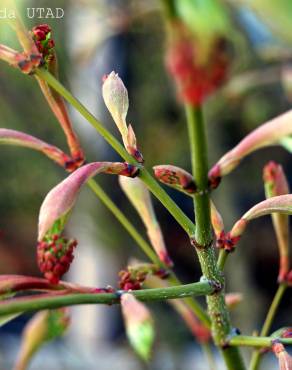 Fotografia 6 da espécie Acer palmatum no Jardim Botânico UTAD