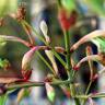 Fotografia 6 da espécie Acer palmatum do Jardim Botânico UTAD