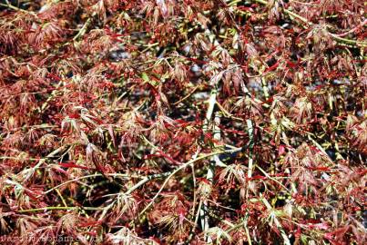 Fotografia da espécie Acer palmatum var. dissectum