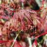 Fotografia 5 da espécie Acer palmatum var. dissectum do Jardim Botânico UTAD