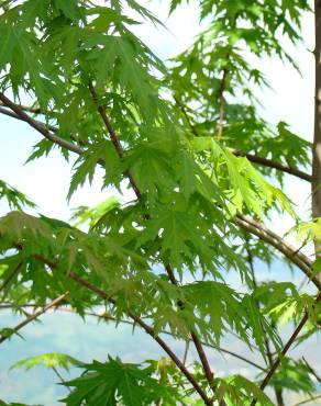 Fotografia 3 da espécie Acer saccharinum no Jardim Botânico UTAD