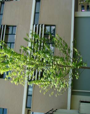 Fotografia 4 da espécie Acer saccharinum no Jardim Botânico UTAD