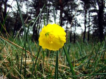 Fotografia da espécie Narcissus bulbocodium