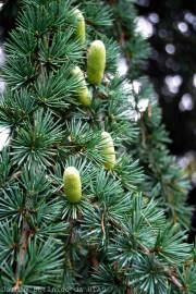 Fotografia da espécie Cedrus atlantica