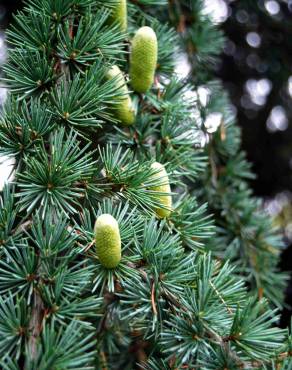 Fotografia 5 da espécie Cedrus atlantica no Jardim Botânico UTAD