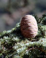 Cedrus atlantica