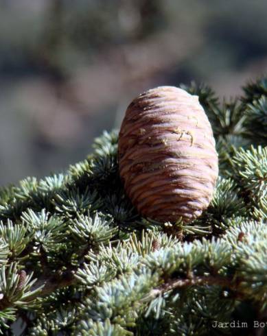 Fotografia de capa Cedrus atlantica - do Jardim Botânico