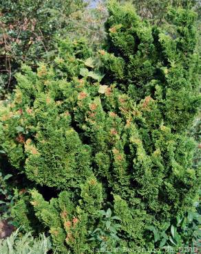 Fotografia 3 da espécie Chamaecyparis obtusa var. nana no Jardim Botânico UTAD