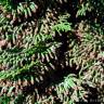 Fotografia 5 da espécie Chamaecyparis obtusa var. nana do Jardim Botânico UTAD