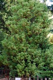 Fotografia da espécie Cryptomeria japonica