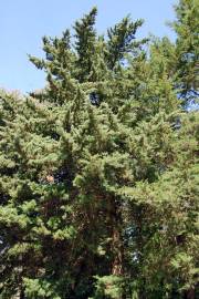 Fotografia da espécie Cupressus lusitanica