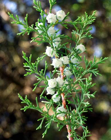 Fotografia de capa Cupressus lusitanica - do Jardim Botânico