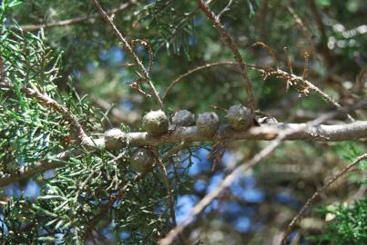 Fotografia da espécie Cupressus lusitanica