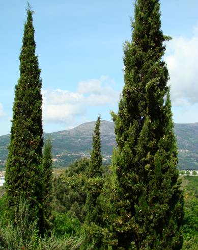 Fotografia de capa Cupressus sempervirens - do Jardim Botânico