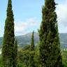 Fotografia 1 da espécie Cupressus sempervirens do Jardim Botânico UTAD