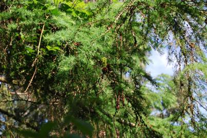 Fotografia da espécie Larix decidua