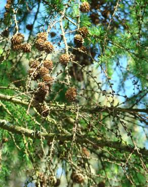 Fotografia 4 da espécie Larix decidua no Jardim Botânico UTAD