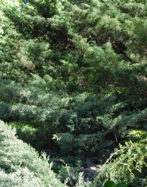 Fotografia 2 da espécie Juniperus horizontalis no Jardim Botânico UTAD