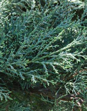 Fotografia 3 da espécie Juniperus horizontalis no Jardim Botânico UTAD