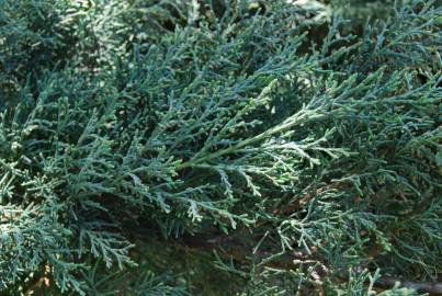 Fotografia da espécie Juniperus horizontalis