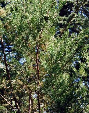 Fotografia 4 da espécie Juniperus phoenicea no Jardim Botânico UTAD