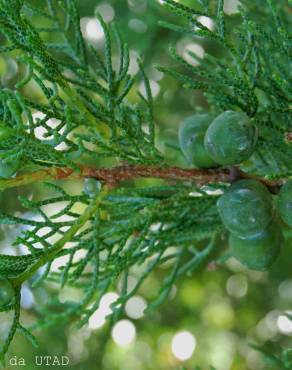 Fotografia 5 da espécie Juniperus phoenicea no Jardim Botânico UTAD