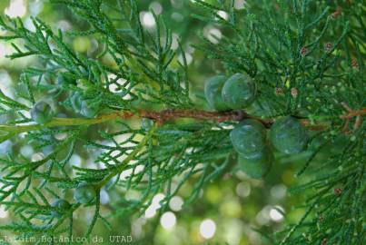 Fotografia da espécie Juniperus phoenicea