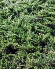 Fotografia da espécie Juniperus sabina