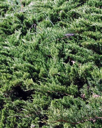 Fotografia de capa Juniperus sabina var. tamariscifolia - do Jardim Botânico