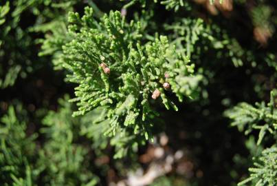 Fotografia da espécie Juniperus sabina var. tamariscifolia