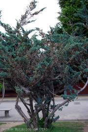 Fotografia da espécie Juniperus squamata