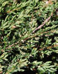 Juniperus squamata var. Blue