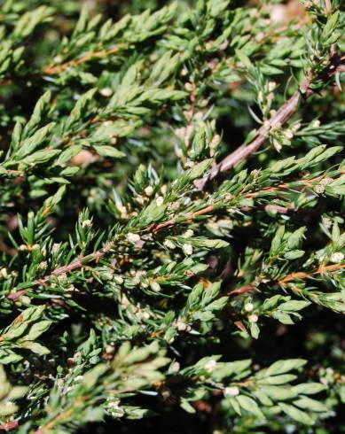 Fotografia de capa Juniperus squamata var. Blue - do Jardim Botânico