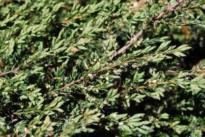 Fotografia da espécie Juniperus squamata var. Blue