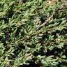Fotografia 1 da espécie Juniperus squamata var. Blue do Jardim Botânico UTAD
