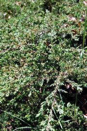 Fotografia da espécie Juniperus squamata var. Blue