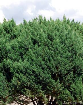 Fotografia 2 da espécie Juniperus thurifera no Jardim Botânico UTAD