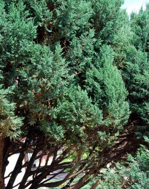 Fotografia 3 da espécie Juniperus thurifera no Jardim Botânico UTAD
