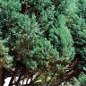 Fotografia 3 da espécie Juniperus thurifera do Jardim Botânico UTAD
