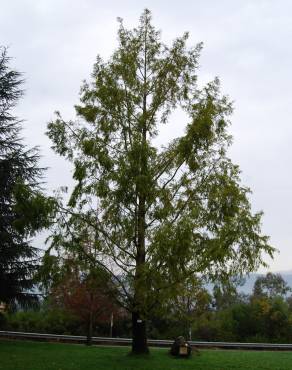 Fotografia 3 da espécie Metasequoia glyptostroboides no Jardim Botânico UTAD