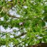 Fotografia 4 da espécie Metasequoia glyptostroboides do Jardim Botânico UTAD