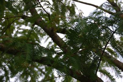 Fotografia da espécie Metasequoia glyptostroboides