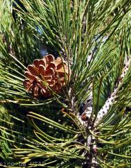 Pinus heldreichii