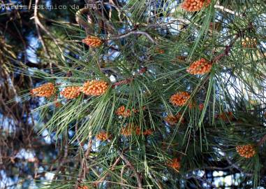 Fotografia da espécie Pinus radiata