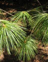 Pinus strobus