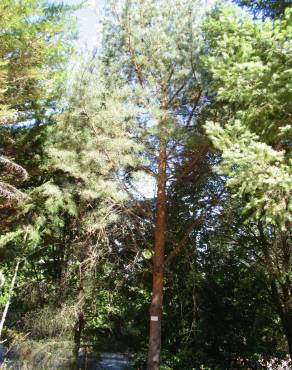 Fotografia 2 da espécie Pinus sylvestris no Jardim Botânico UTAD