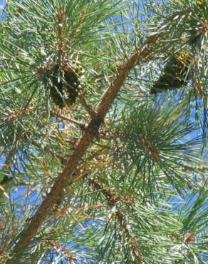 Fotografia 3 da espécie Pinus sylvestris no Jardim Botânico UTAD