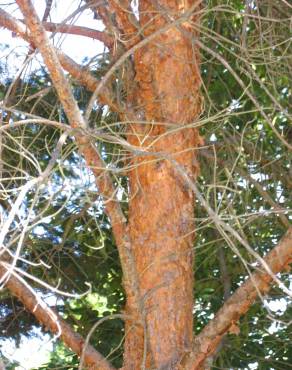 Fotografia 4 da espécie Pinus sylvestris no Jardim Botânico UTAD